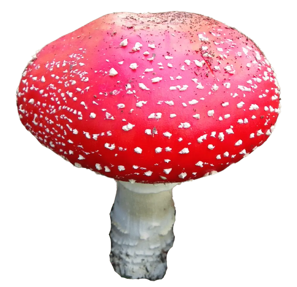 boletus-product