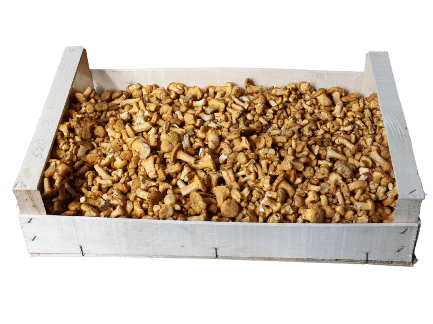 boletus-packing